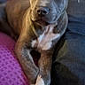 dog, puppy, pit_bull, gray_fur, white markings, floppy_ears, brown_fur, blue_eyes, pet, animal, portrait, close_up, sitting, lying_down, crossed_paws, couch, indoor, home, adorable, relaxed