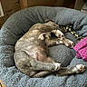 dog, sleeping, pet, animal, blue_bed, cozy, indoors, nap, upside_down, paws, paw_pads, brindle_coat, short_hair, rope_toy, pink_fabric, dog_bed, relaxed, funny_pose, home, wood_floor