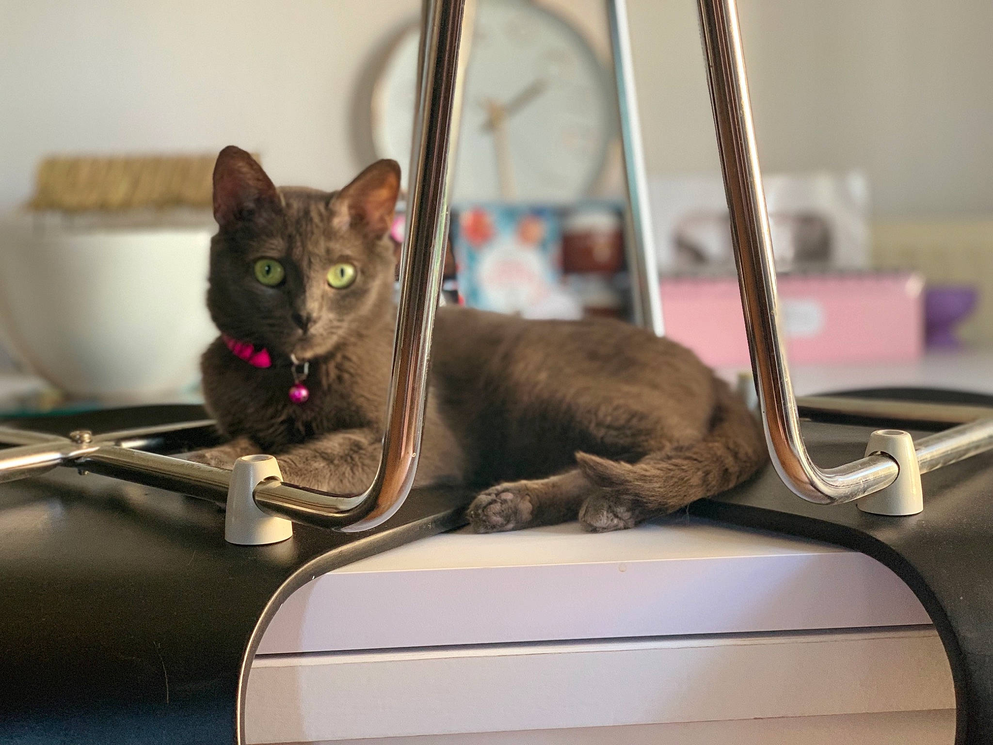 Michou participe au concours pour gagner de l'argent avec cette photo : asian, carnivore, cat, domestic_short_haired_cat, ear, felidae, kitten, korat, russian_blue, singapura, small_to_medium_sized_cats, snout, tonkinese, whiskers