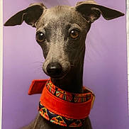 Viago participe au concours pour gagner de l'argent avec cette photo : dog, pet, portrait, collar, purple_background, grey_fur, ears, closeup, animal, cute, alert, looking_away, canine, indoor, studio, fashion, colorful, accessory, whiskers, snout