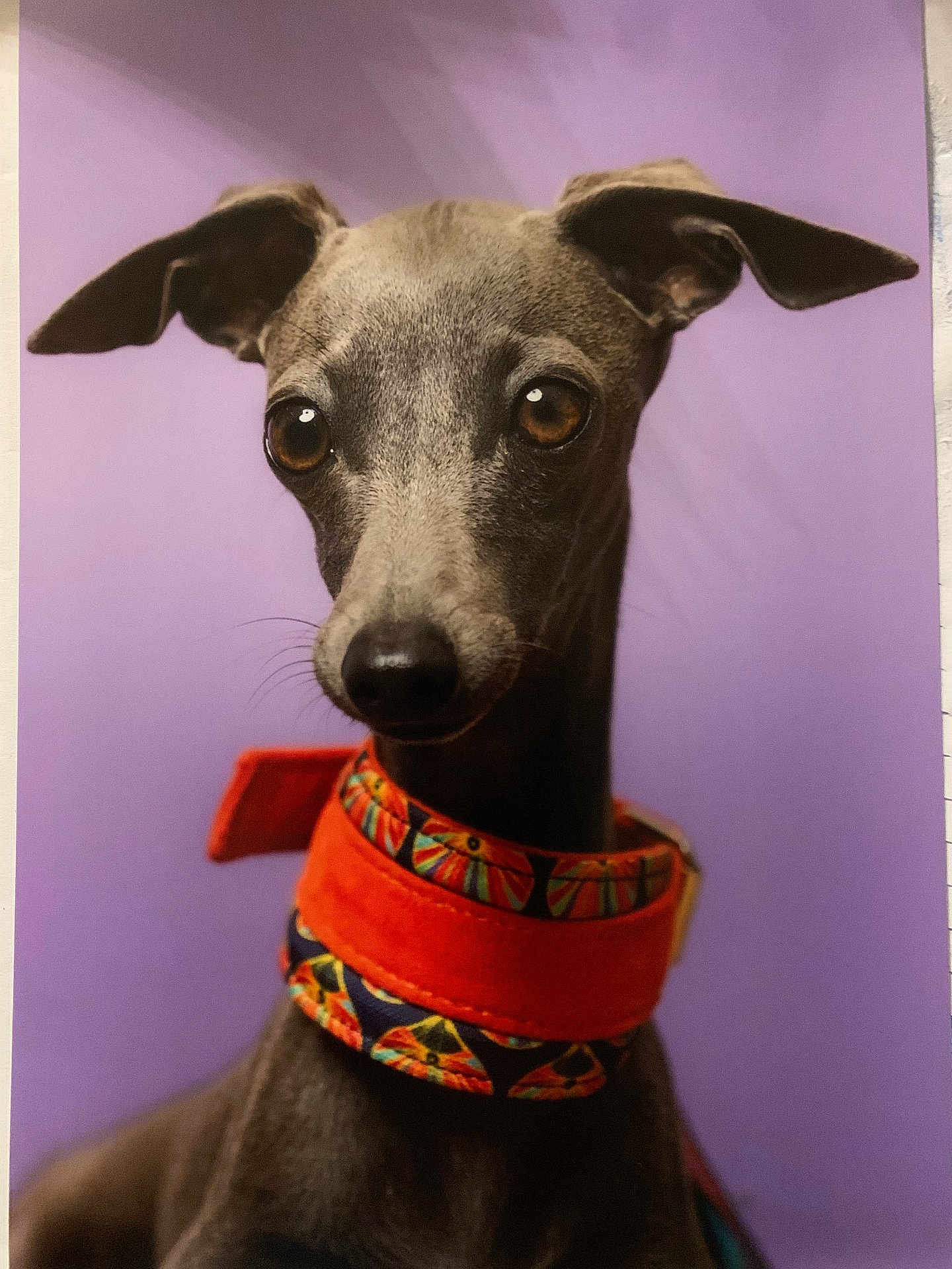 Viago participe au concours pour gagner de l'argent avec cette photo : dog, pet, portrait, collar, purple_background, grey_fur, ears, closeup, animal, cute, alert, looking_away, canine, indoor, studio, fashion, colorful, accessory, whiskers, snout