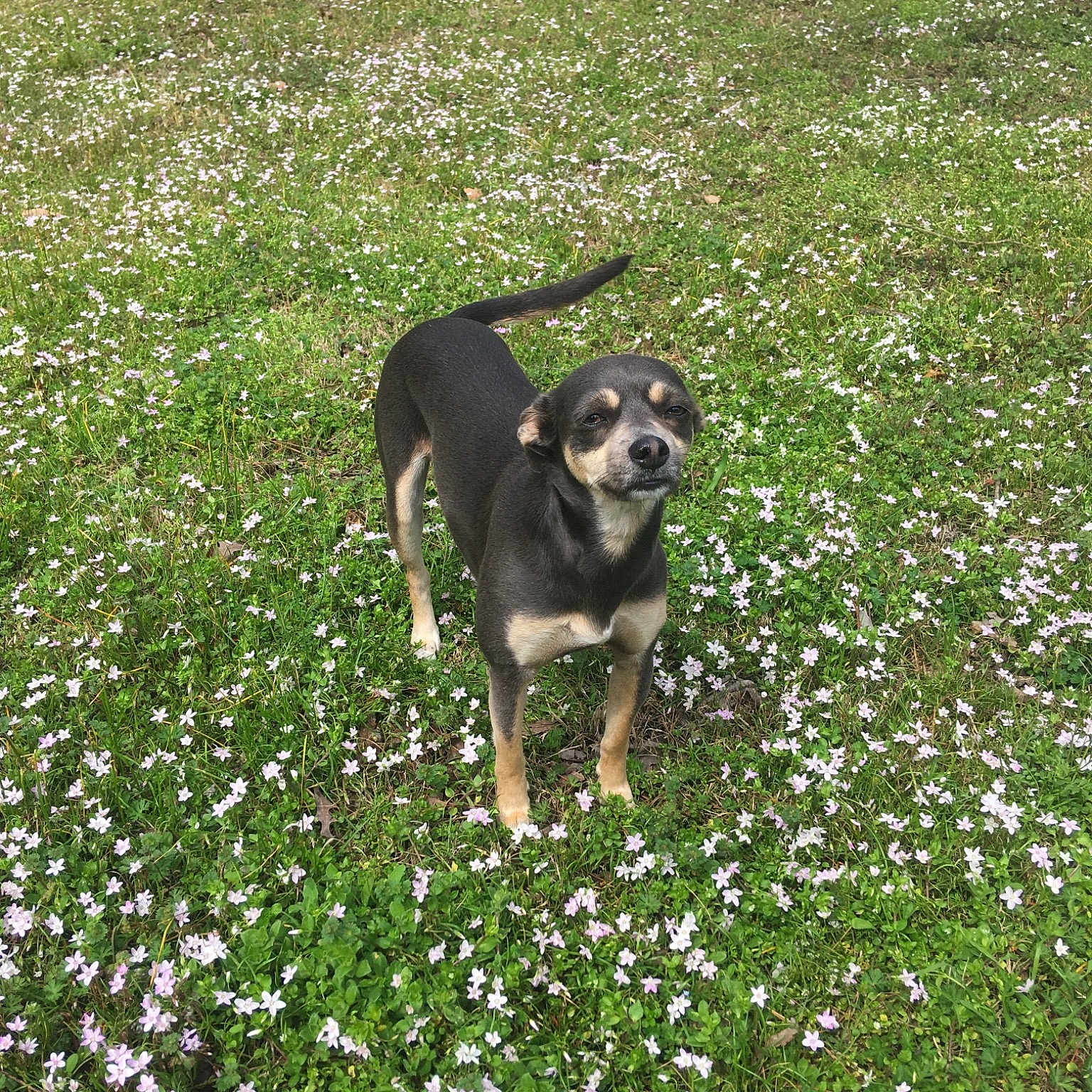 Gigi joined the competition — help win amazing prizes! canidae, carlin_pinscher, carnivore, dog, dog_breed, fawn, flower, grass, lawn, mammal, plant, sporting_group, vertebrate