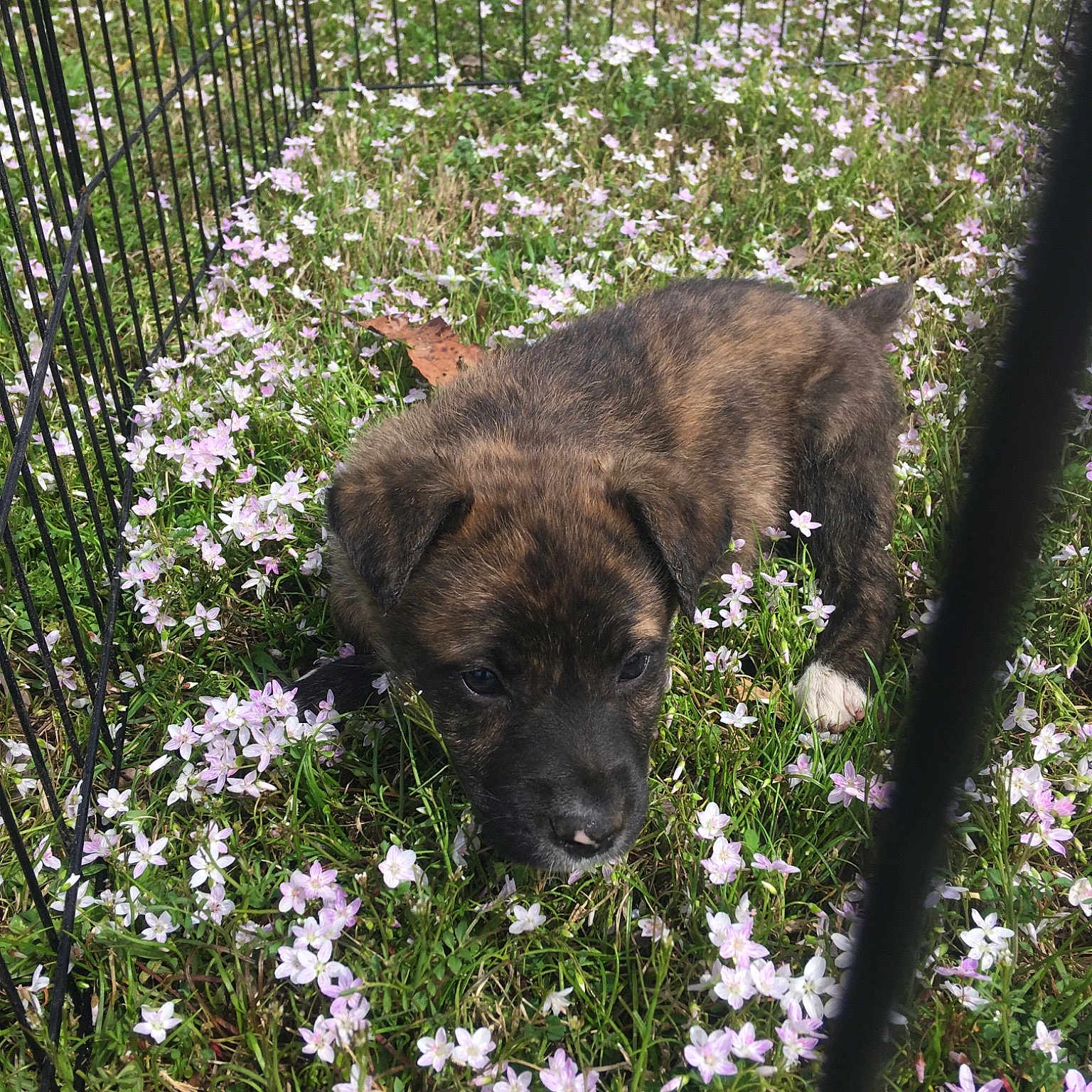 Pup