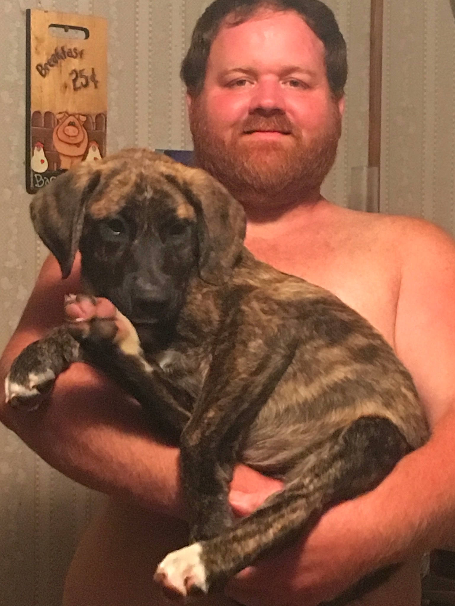 Pup joined the competition — help win amazing prizes! alaunt, american_mastiff, bandog, boerboel, bullmastiff, canidae, carnivore, cimarron_uruguayo, dog, dog_breed, english_mastiff, fawn, fila_brasileiro, giant_dog_breed, mammal, perro_de_presa_canario, perro_de_presa_mallorquin, person, treeing_tennessee_brindle, vertebrate