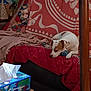 blanket, brown, couch, cozy, decor, dog, fabric, furniture, home, indoor, living_room, pet, quilt, red, relaxing, resting, table, tissue_box, toy, white