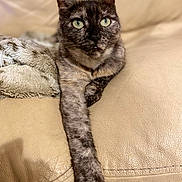 Rebel participe au concours pour gagner de l'argent avec cette photo : animal, beige, blanket, cat, closeup, couch, cozy, domestic, feline, fur, green_eyes, indoor, leather, paw, pet, portrait, relaxed, resting, tortoiseshell_cat, whiskers
