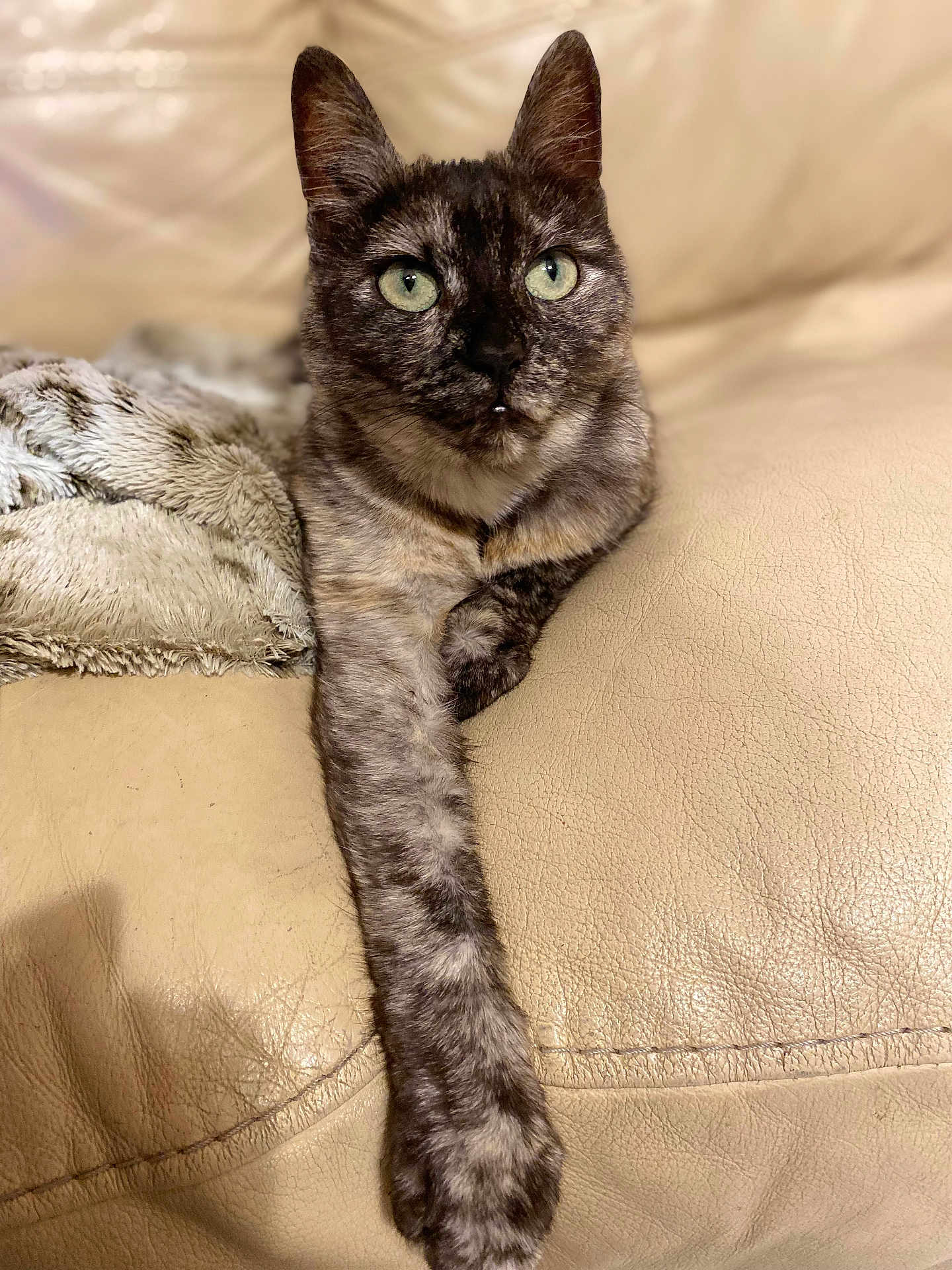 Rebel participe au concours pour gagner de l'argent avec cette photo : animal, beige, blanket, cat, closeup, couch, cozy, domestic, feline, fur, green_eyes, indoor, leather, paw, pet, portrait, relaxed, resting, tortoiseshell_cat, whiskers