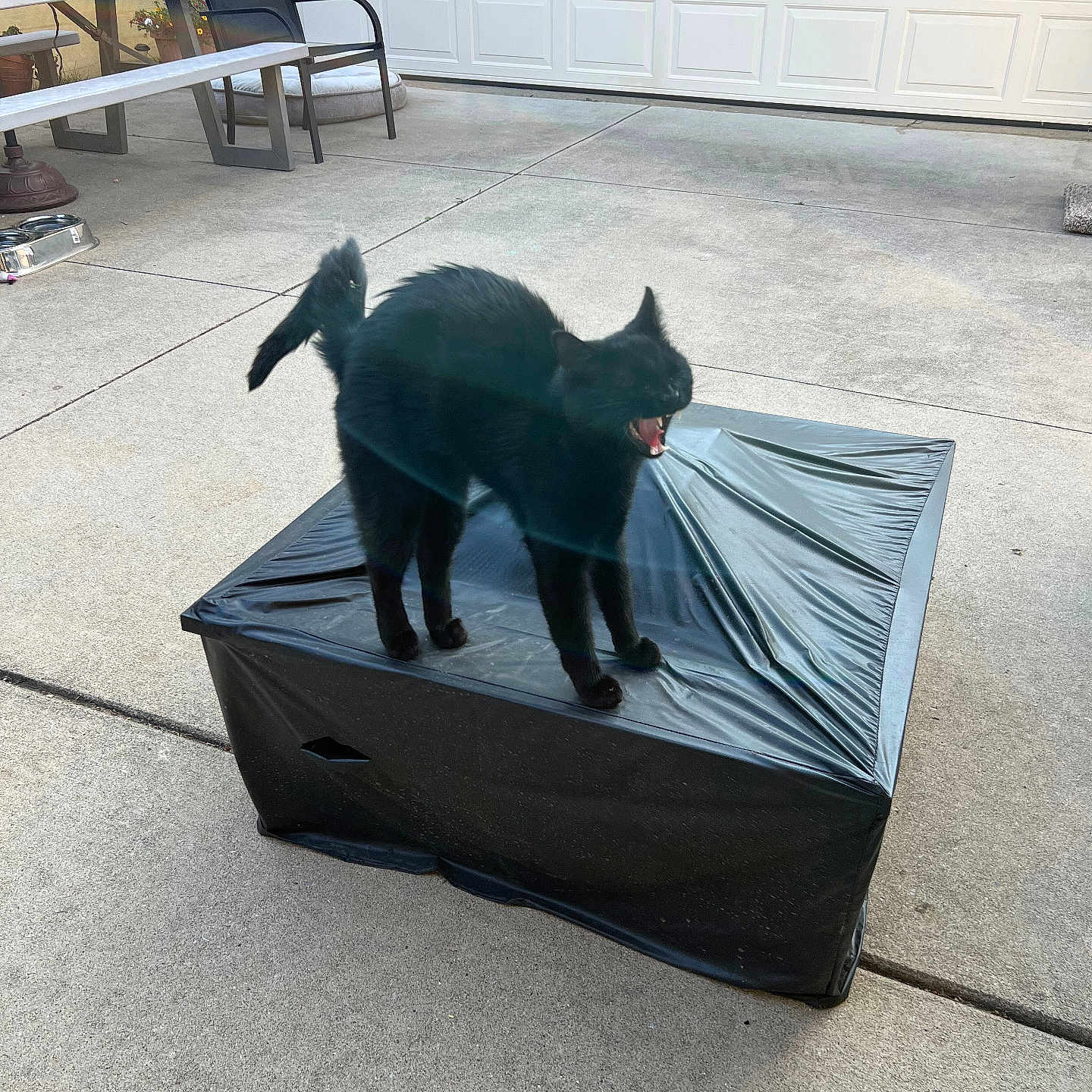 Shadow Pico is registered to the contest to win money with this photo: animal, bench, black_cat, cat, chair, concrete, daylight, feline, fur, garage_door, home, meow, outdoor, pavement, pet, plastic_cover, side_view, tail_up, vocalizing, yard