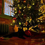 Shadow Pico is registered to the contest to win money with this photo: black_cat, brick_wall, cat, christmas_tree, cozy, curtains, festive, holiday_decorations, home_interior, indoor, lights, ornaments, radiator, relaxing, shadow, toy, tree_skirt, warm_lighting, window, wooden_floor