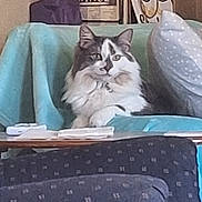 Eliza joined the competition — help win amazing prizes! blanket, cat, couch, cozy, decor, domestic, fluffy, furniture, gray_and_white, household, indoor, pet, pillow, prince, relaxed, remote_control, resting, sign, sitting, table