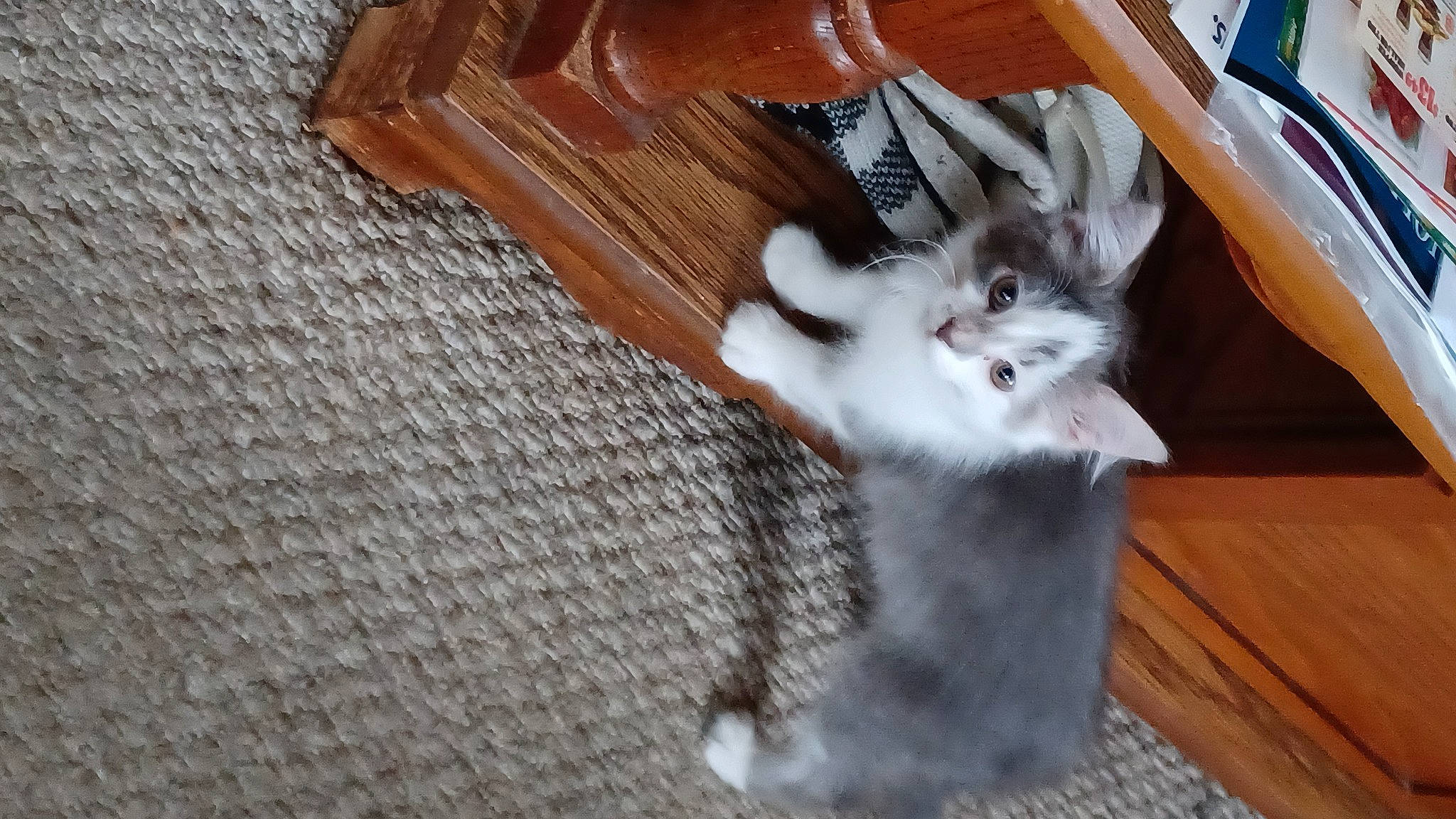 Eliza is registered to the contest to win money with this photo: canidae, carnivore, cat, claw, companion_dog, dog_breed, domestic_short_haired_cat, fawn, felidae, flooring, fur, gesture, grey, hardwood, paw, photo_caption, small_to_medium_sized_cats, tail, whiskers, wood