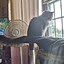 blanket, cat, cat_tree, cozy, curtains, daylight, domestic_animal, fan, fluffy, furniture, home, indoor, light, pet, quiet, relaxing, sitting, tail, television, window
