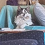 Eliza joined the competition — help win amazing prizes! blanket, cat, couch, cozy, decor, domestic, fluffy, furniture, gray_and_white, household, indoor, pet, pillow, prince, relaxed, remote_control, resting, sign, sitting, table