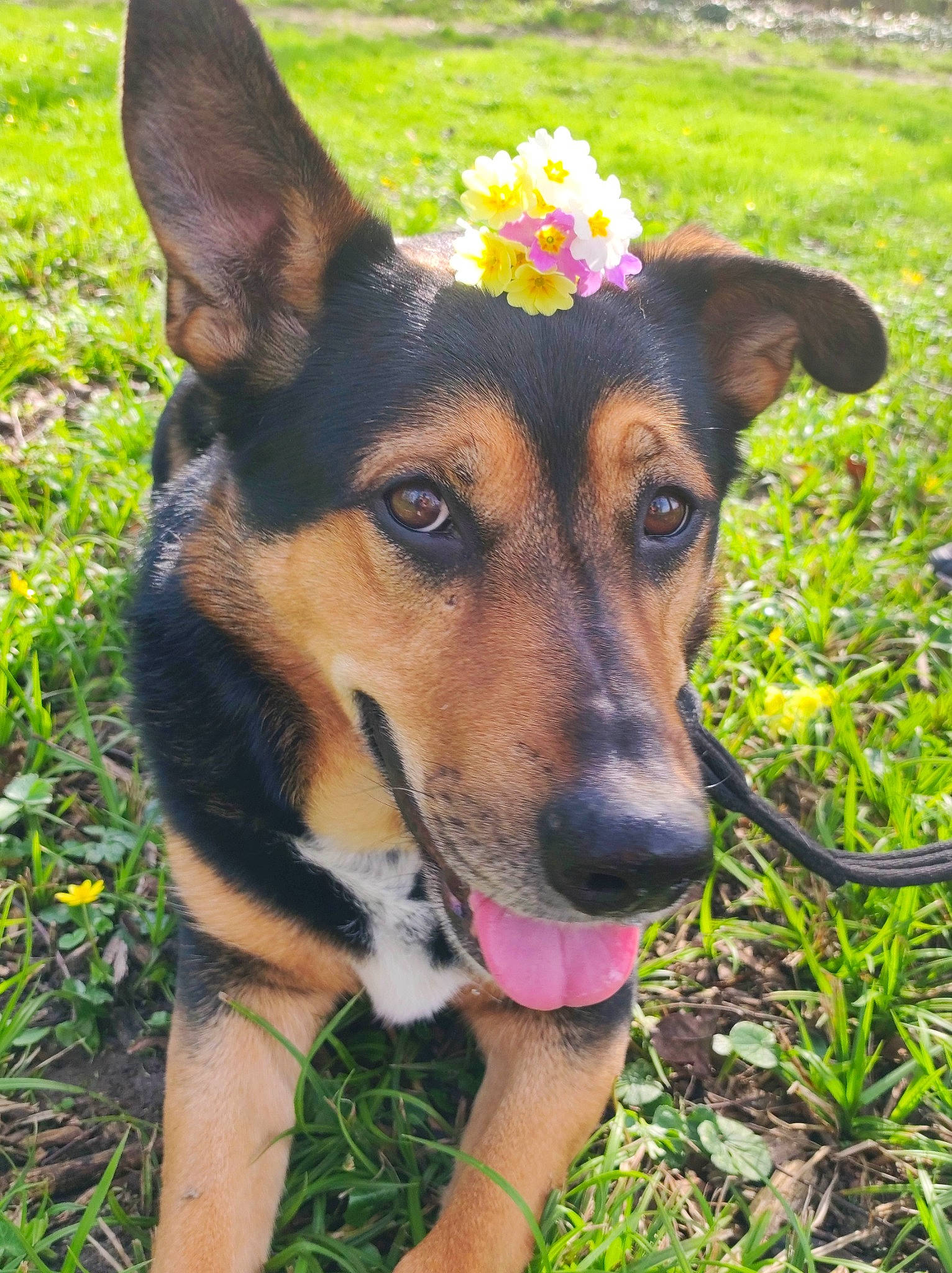 Rocky a rejoint le concours — aidez-le/la à gagner de superbes lots ! canidae, carnivore, collar, companion_dog, dog, dog_breed, dog_clothes, dog_supply, fashion_accessory, fawn, flower, grass, hat, herding_dog, plant, recreation, snout, sporting_group, working_animal, working_dog