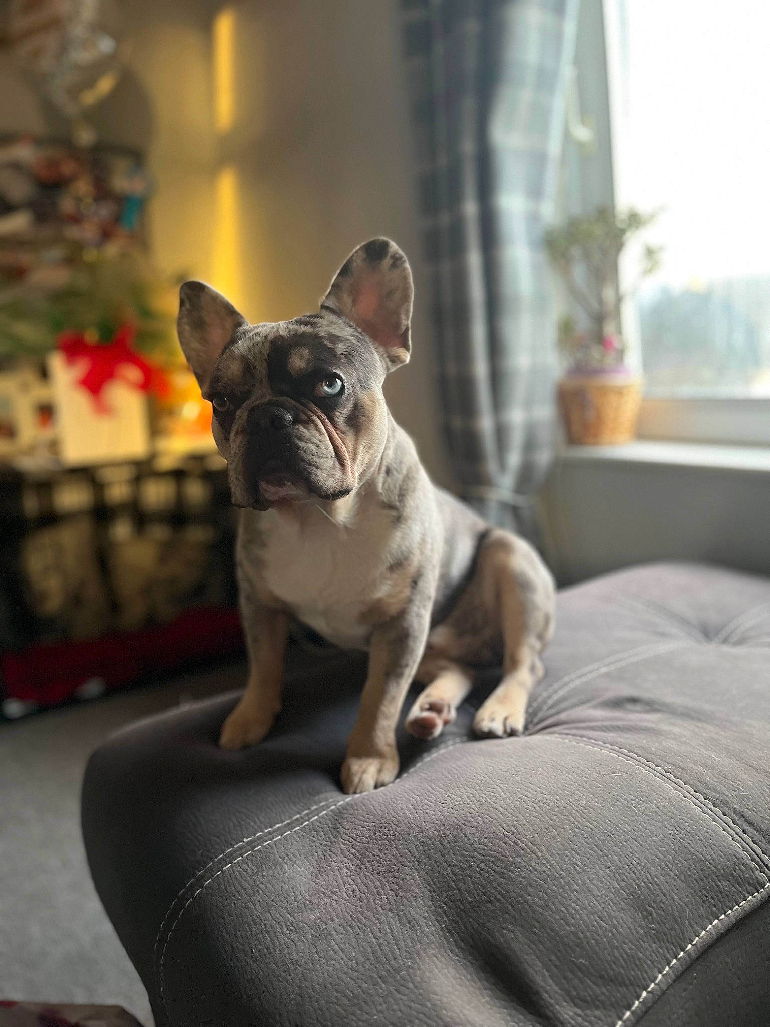 Bryan is registered to the contest to win money with this photo: bulldog, carnivore, comfort, companion_dog, curtain, dog, dog_breed, fawn, french_bulldog, houseplant, non_sporting_group, plant, snout, terrestrial_animal, toy_dog, whiskers, working_animal, wrinkle