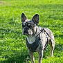 Bryan joined the competition — help win amazing prizes! alert, animal, canine, companion, daytime, dog, ears, field, french_bulldog, grass, greenery, harness, leash, mammal, nature, outdoor, pet, portrait, standing, sunlight