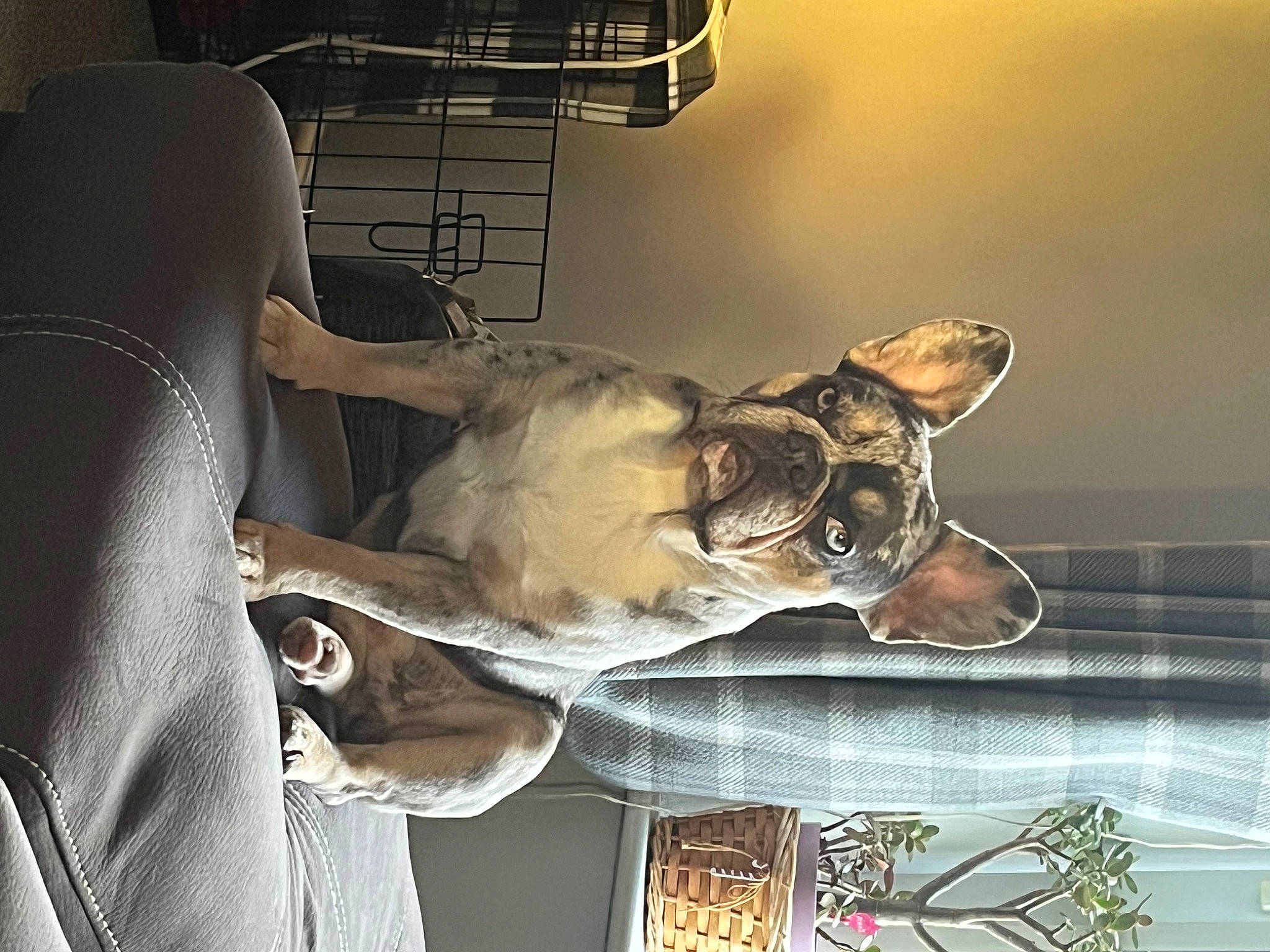 Bryan is registered to the contest to win money with this photo: art, chair, comfort, companion_dog, dress, eyewear, felidae, fur, glass, metal, painting, room, suit, tree, visual_arts