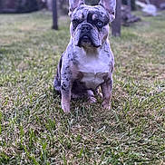 Bryan is registered to the contest to win money with this photo: animal, background, canine, daylight, dog, ears, eyes, french_bulldog, fur, garden, grass, house, merle_coat, muzzle, nature, outdoor, pet, portrait, sitting, yard