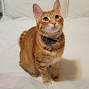 Luke joined the competition — help win amazing prizes! cat, orange_tabby, pet, indoor, bed, white_bedspread, collar, curious, sitting, feline, cute, domestic_cat, animal, whiskers, ears, fur, looking_up, cozy, home, soft