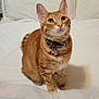 cat, orange_tabby, pet, indoor, bed, white_bedspread, collar, curious, sitting, feline, cute, domestic_cat, animal, whiskers, ears, fur, looking_up, cozy, home, soft