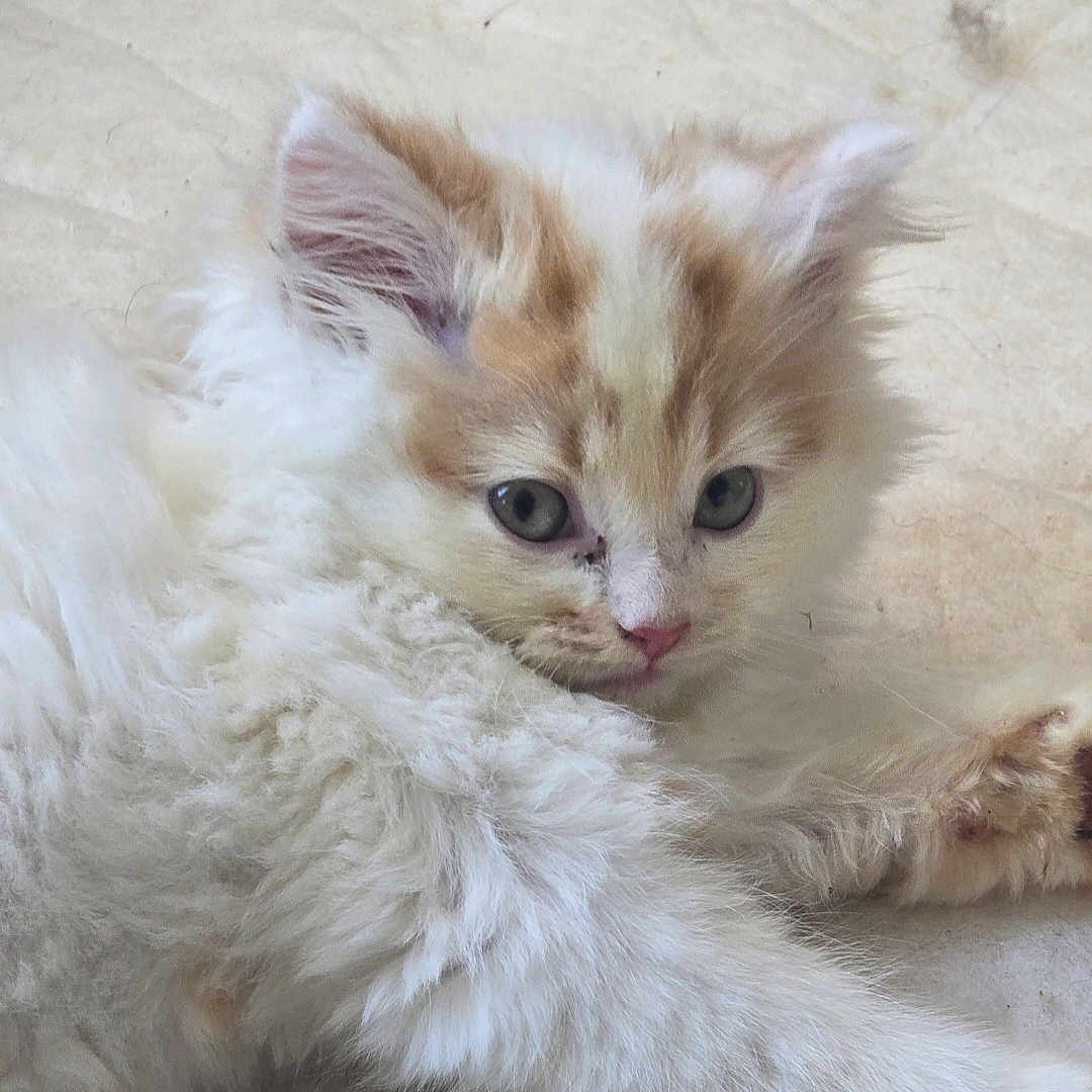 Leon Kennedy is registered to the contest to win money with this photo: animal, cat, closeup, cream, cute, domestic_cat, ears, face, fluffy, fur, indoor, kitten, lying_down, nose, paw, pet, sleepy, whiskers, white, young