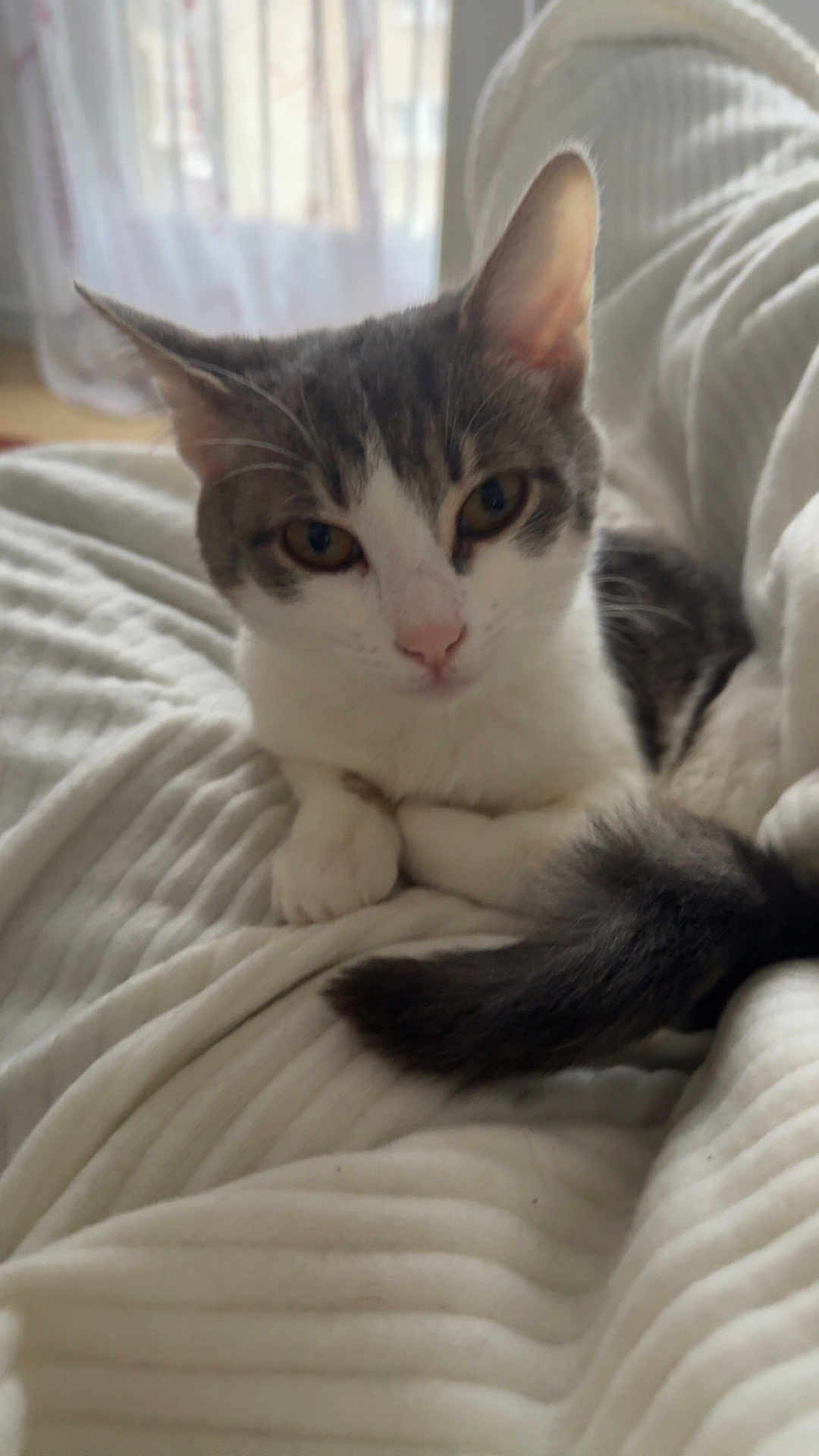Azur a rejoint le concours — aidez-le/la à gagner de superbes lots ! cat, pet, feline, animal, indoor, blanket, white, grey, fur, tail, cute, resting, cozy, soft, closeup, portrait, whiskers, ears, paws, relaxed