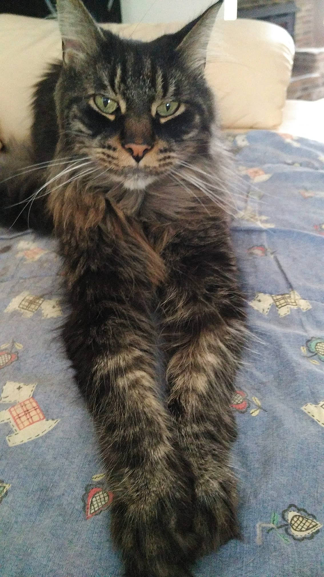 Chanel a rejoint le concours — aidez-le/la à gagner de superbes lots ! cat, cat_like_mammal, domestic_long_haired_cat, domestic_short_haired_cat, dragon_li, fauna, fur, kitten, maine_coon, norwegian_forest_cat, small_to_medium_sized_cats, snout, whiskers