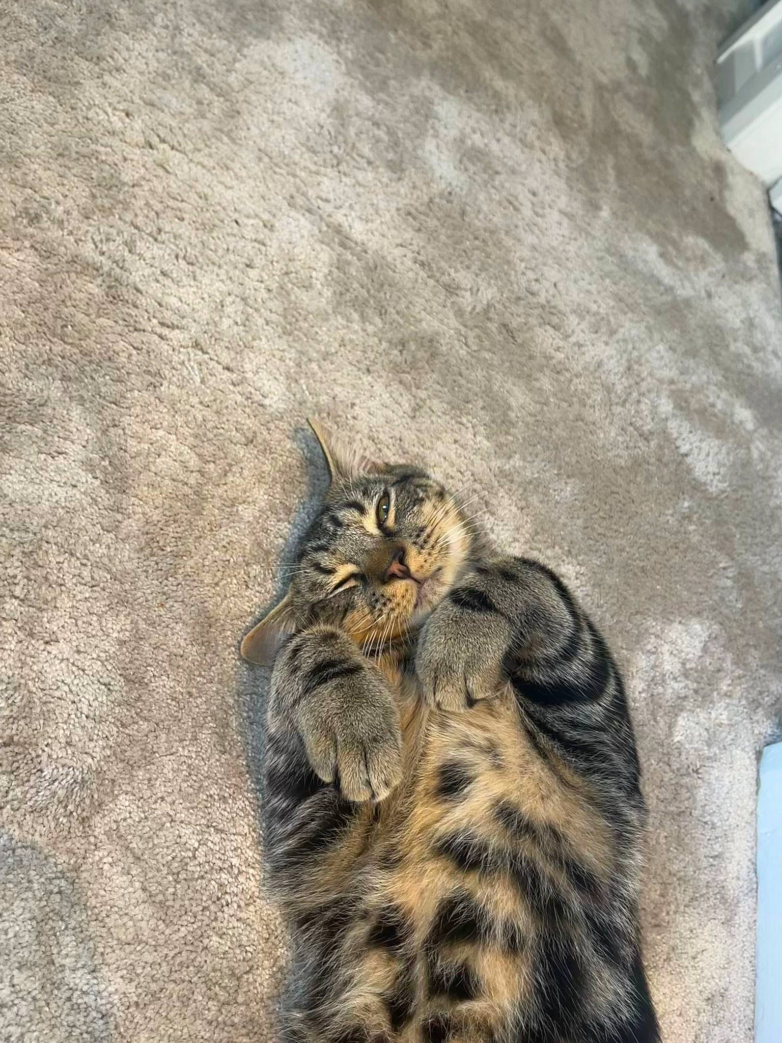 Floki joined the competition — help win amazing prizes! carnivore, cat, claw, domestic_short_haired_cat, door, felidae, fur, grass, paw, road_surface, sand, small_to_medium_sized_cats, snout, soil, tail, terrestrial_animal, whiskers, wildlife, window, wood