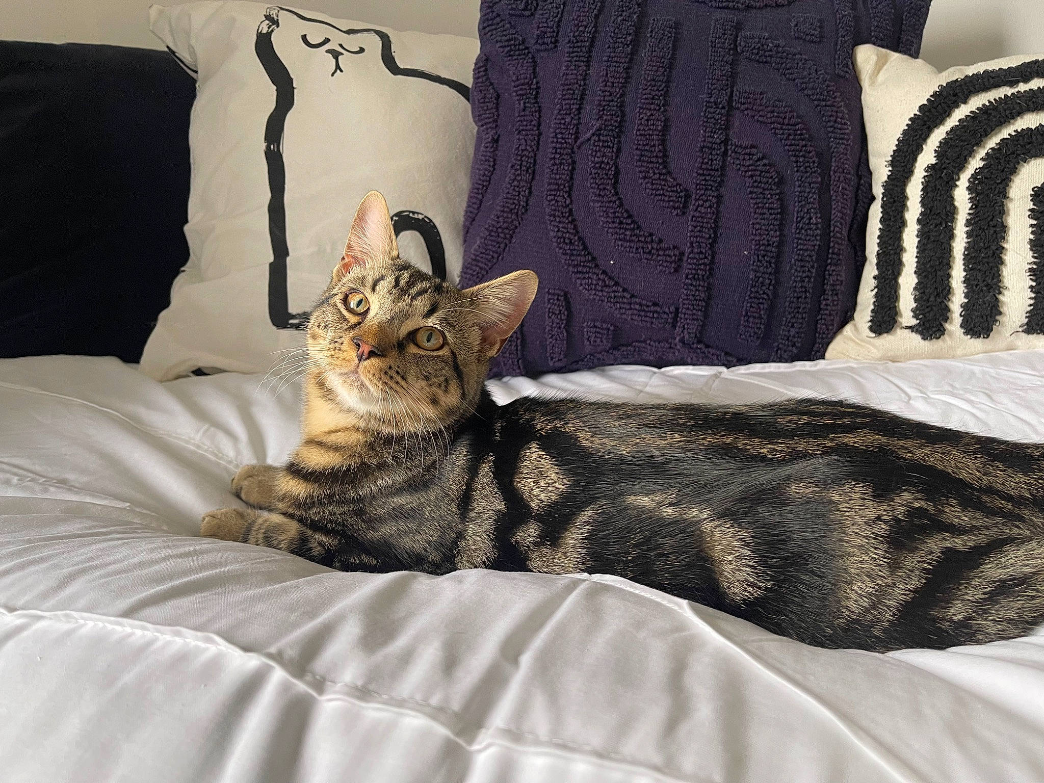 Floki joined the competition — help win amazing prizes! bed, bedding, bedroom, carnivore, cat, comfort, domestic_short_haired_cat, felidae, fur, grey, linens, pattern, pillow, room, small_to_medium_sized_cats, snout, tail, textile, throw_pillow, whiskers