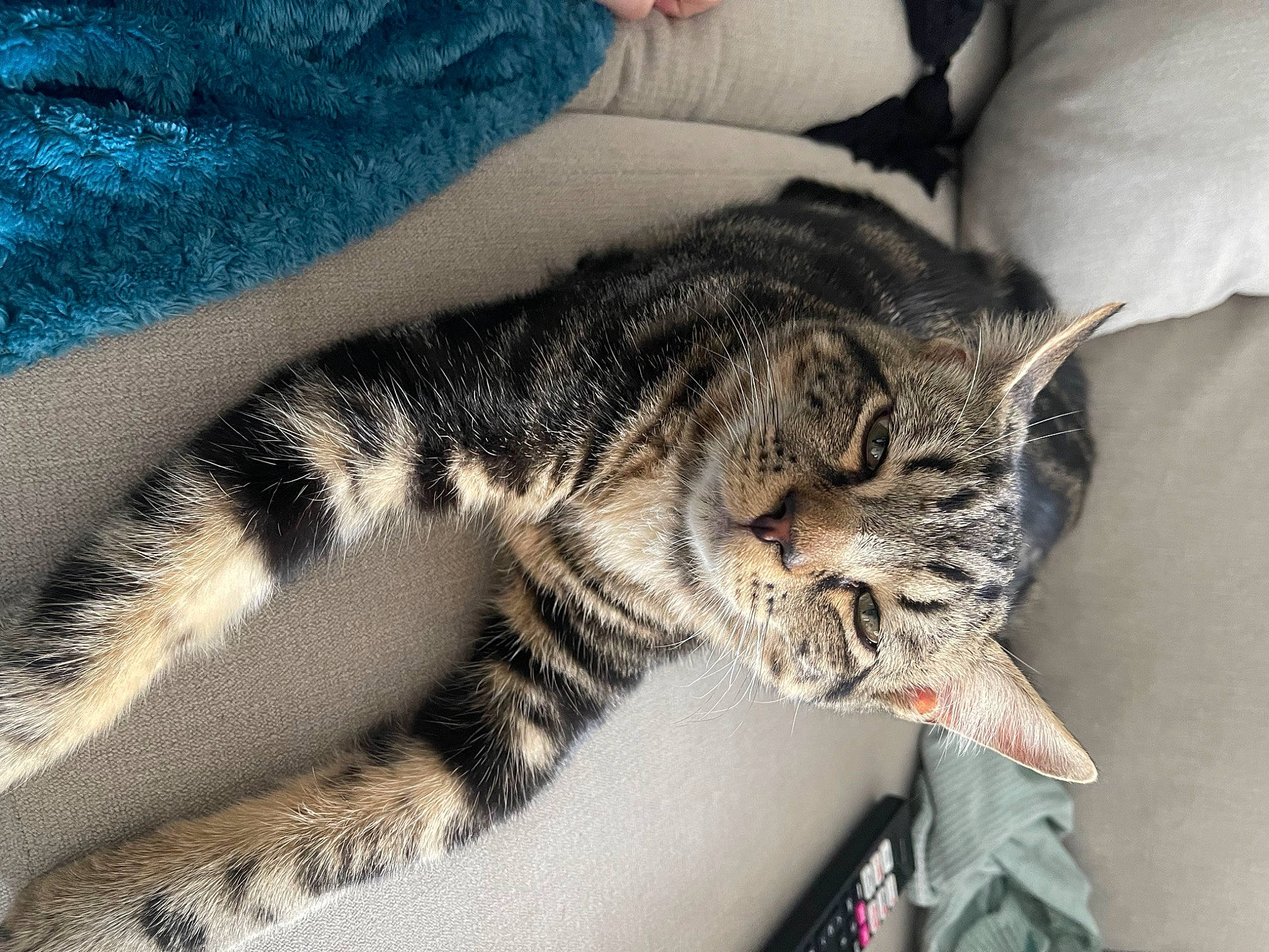 Floki is registered to the contest to win money with this photo: carnivore, cat, claw, comfort, domestic_short_haired_cat, eye, felidae, fur, nap, pattern, paw, sleep, small_to_medium_sized_cats, snout, terrestrial_animal, whiskers