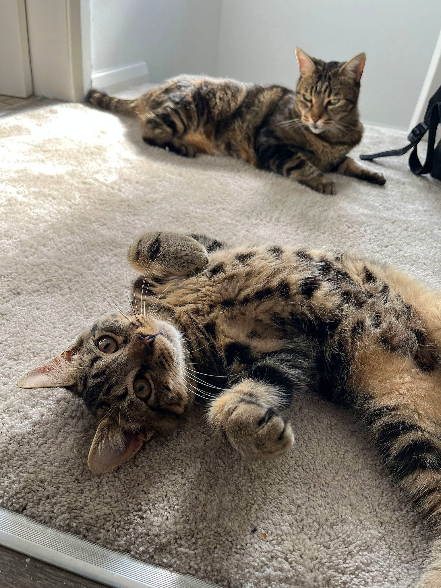 Floki joined the competition — help win amazing prizes! carnivore, cat, claw, comfort, domestic_short_haired_cat, felidae, flooring, foot, fur, grey, mammal, nap, paw, small_to_medium_sized_cats, snout, tail, terrestrial_animal, vertebrate, whiskers, wildlife