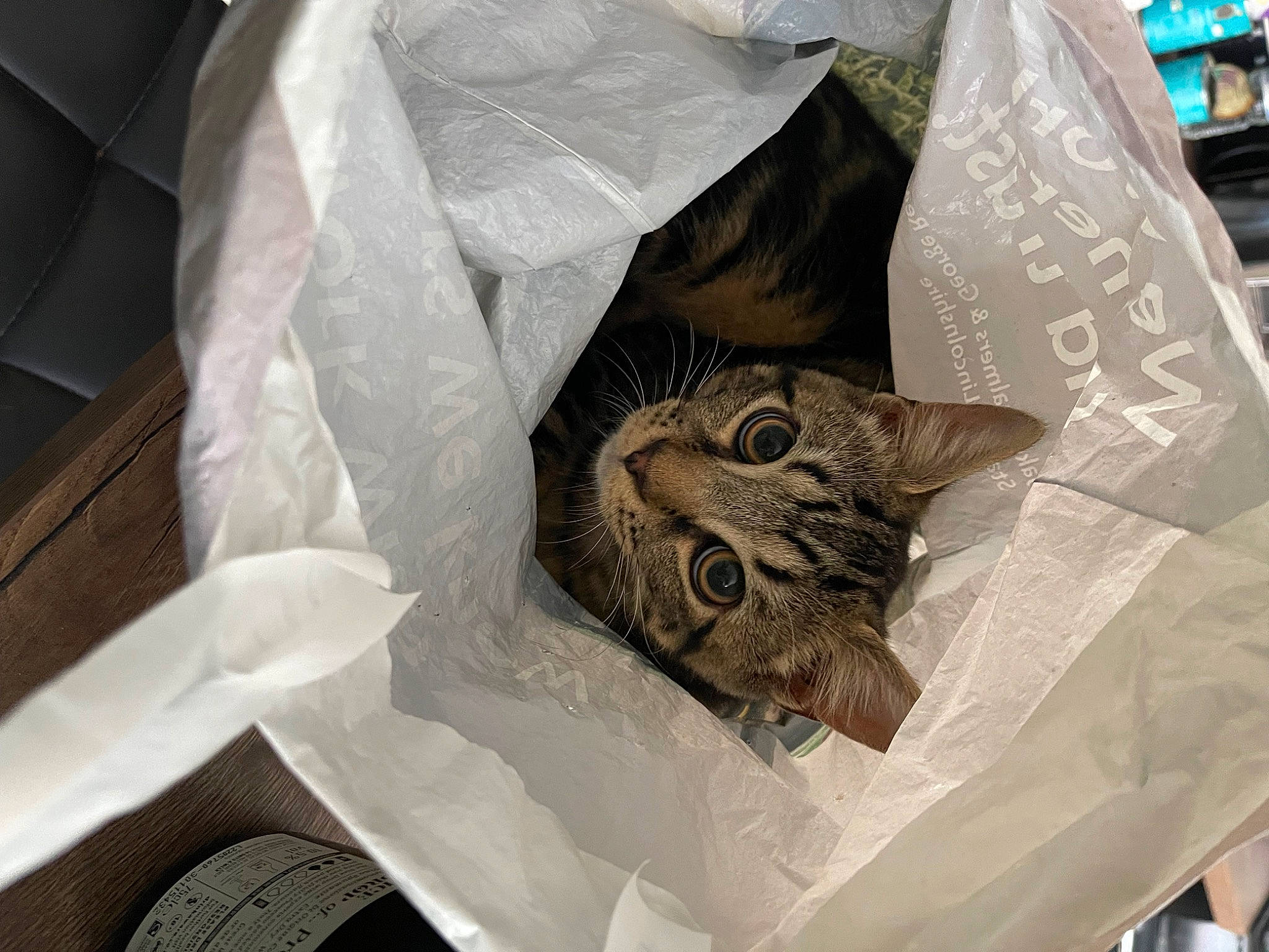 Floki is registered to the contest to win money with this photo: bag, carnivore, cat, comfort, domestic_short_haired_cat, fashion_accessory, felidae, fur, grey, linens, paper, paper_bag, paper_product, pattern, plant, plastic_bag, sleeve, small_to_medium_sized_cats, t_shirt, whiskers