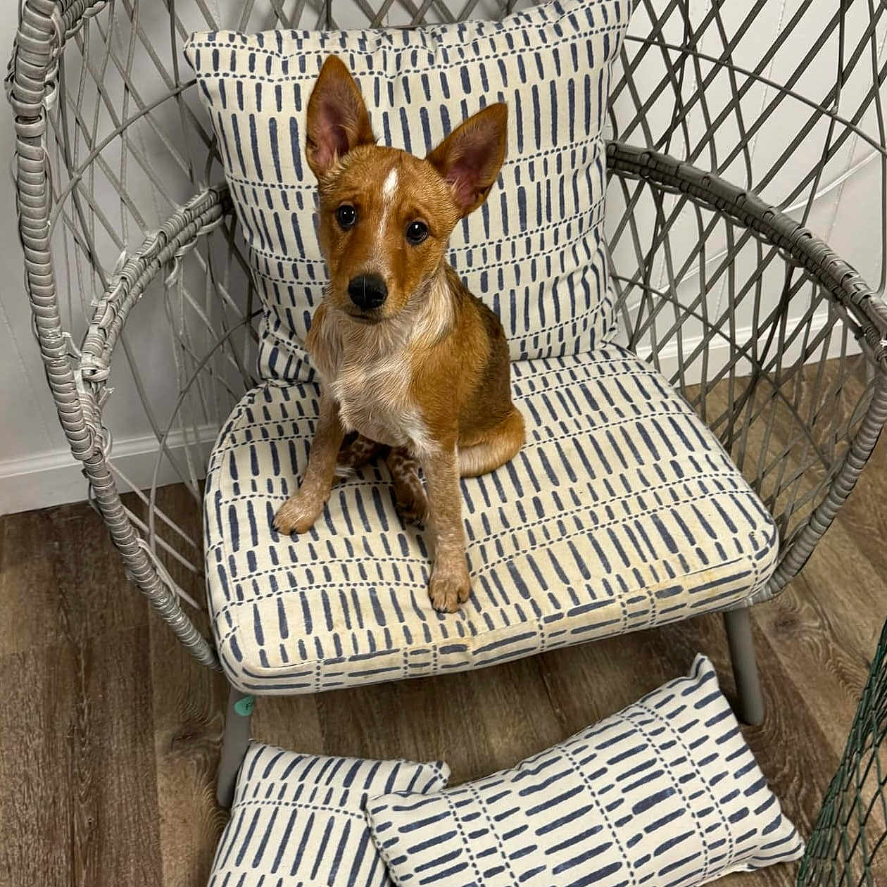 Mocha joined the competition — help win amazing prizes! animal, brown, chair, cozy, cute, dog, domestic, ears_up, floor, indoor, looking, patterned_cushion, pet, pillow, puppy, sitting, small, white, wood_floor, woven_chair