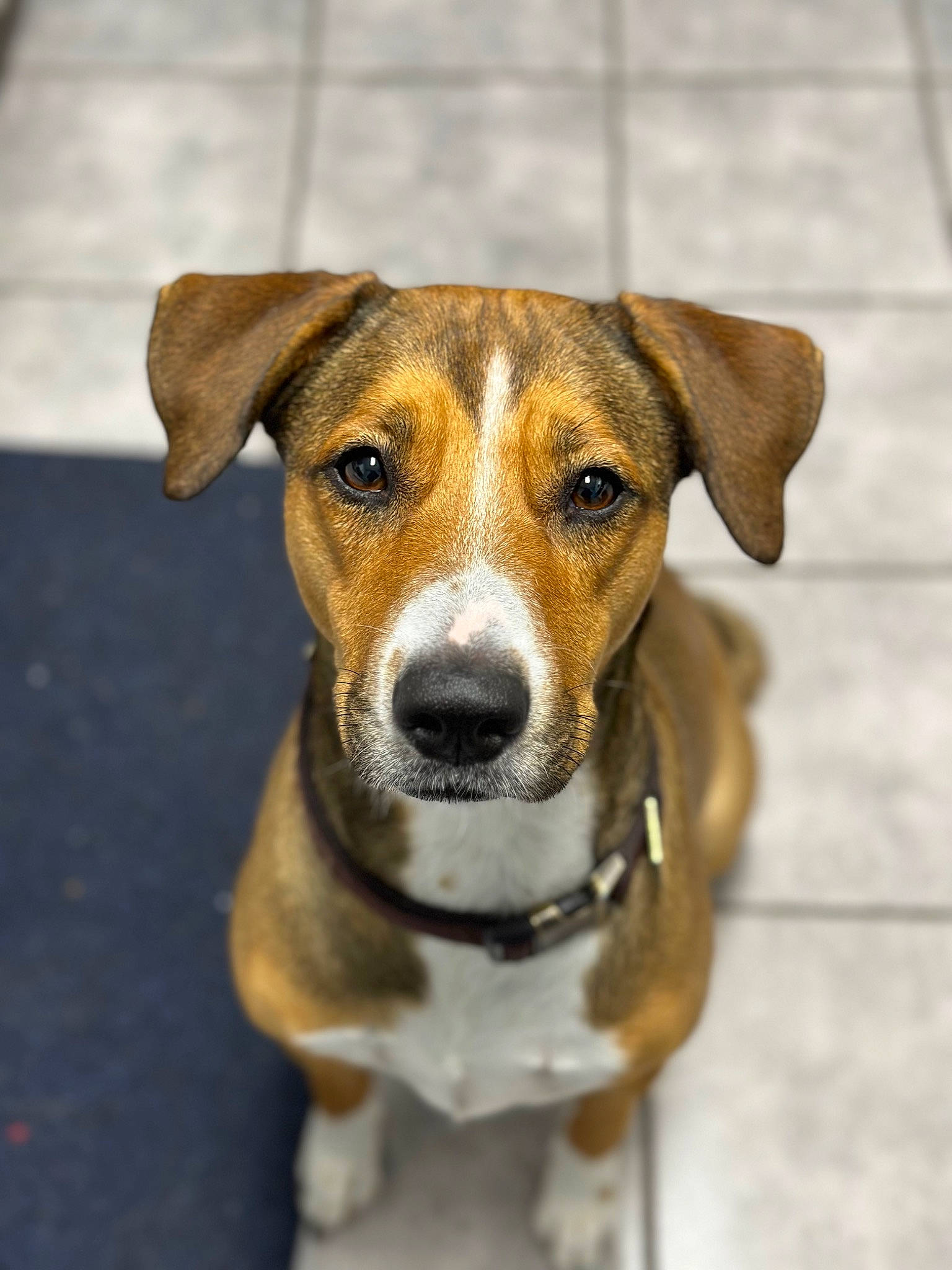 Mj is registered to the contest to win money with this photo: carnivore, collar, companion_dog, dog, dog_breed, terrestrial_animal, whiskers, working_animal