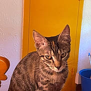 Hoshi participe au concours pour gagner de l'argent avec cette photo : cat, tabby_cat, indoor, yellow_door, blue_bucket, curious, pet, feline, animal, portrait, brown, striped, sitting, wooden_chair, floor_tiles, whiskers, ears, eyes, household, domestic