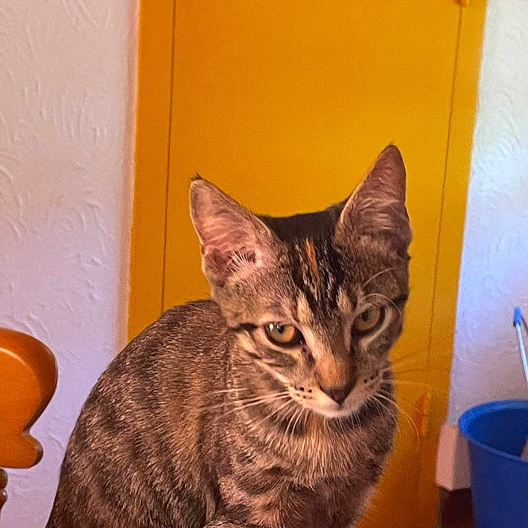 Hoshi participe au concours pour gagner de l'argent avec cette photo : cat, tabby_cat, indoor, yellow_door, blue_bucket, curious, pet, feline, animal, portrait, brown, striped, sitting, wooden_chair, floor_tiles, whiskers, ears, eyes, household, domestic