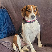 Ollie participe au concours pour gagner de l'argent avec cette photo : dog, beagle, pet, sitting, couch, blanket, pillow, indoor, animal, collar, brown, white, black, fur, ears, paw, comfortable, house, home, relaxed