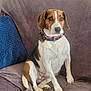 dog, beagle, pet, sitting, couch, blanket, pillow, indoor, animal, collar, brown, white, black, fur, ears, paw, comfortable, house, home, relaxed