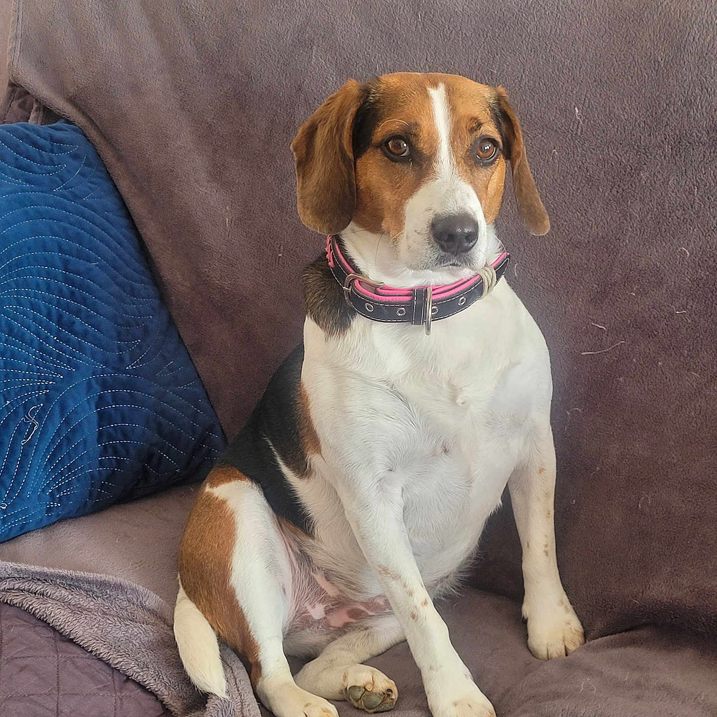 Ollie participe au concours pour gagner de l'argent avec cette photo : animal, beagle, black, blanket, brown, collar, comfortable, couch, dog, ears, fur, home, house, indoor, paw, pet, pillow, relaxed, sitting, white