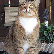 Raj is registered to the contest to win money with this photo: animal, backyard, cat, curious, domestic, ears, eyes, feline, fence, fur, garden, greenery, mammal, nature, outdoor, pet, sitting, stone, tabby, whiskers