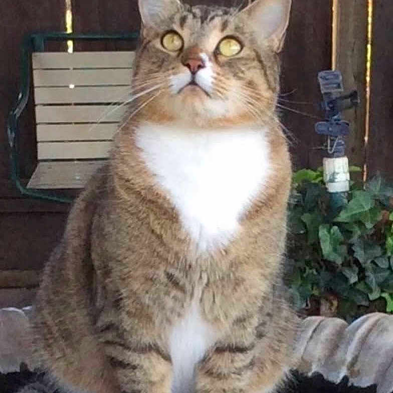 Raj