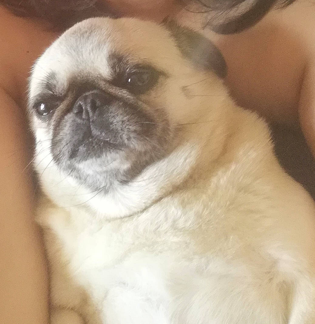 Apple participe au concours pour gagner de l'argent avec cette photo : canidae, carnivore, companion_dog, dog, dog_breed, eye, face, fawn, head, mammal, nose, pug, puppy, puppy_love, skin, snout, toy_dog, vertebrate, whiskers, wrinkle