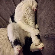 Suzuki participe au concours pour gagner de l'argent avec cette photo : cat, sleeping, black_and_white, fur, pet, cozy, couch, pillow, relaxed, animal, whiskers, pink_nose, feline, indoor, cute, paw, resting, soft, curled_up, comfort