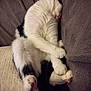 cat, sleeping, black_and_white, fur, pet, cozy, couch, pillow, relaxed, animal, whiskers, pink_nose, feline, indoor, cute, paw, resting, soft, curled_up, comfort