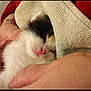kitten, cat, sleepy, blanket, hands, person, cozy, fur, pink_nose, red_sleeve, comfort, close_up, domestic_animal, pet, indoor, warm, snuggled, resting, cute, fur_texture
