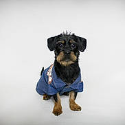 Junior is registered to the contest to win money with this photo: dog, pet, animal, black_dog, brown_dog, jacket, clothing, studio, white_background, portrait, cute, sitting, small_dog, canine, fur, ears, eyes, front_view, isolated, looking