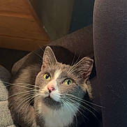 Armani joined the competition — help win amazing prizes! cat, closeup, clothing, cozy, curious, cute, domestic_animal, fabric, feline, gray_cat, human_leg, indoor, looking_up, pet, resting, whiskers, white_cat, wood_furniture, yellow_eyes, zipper