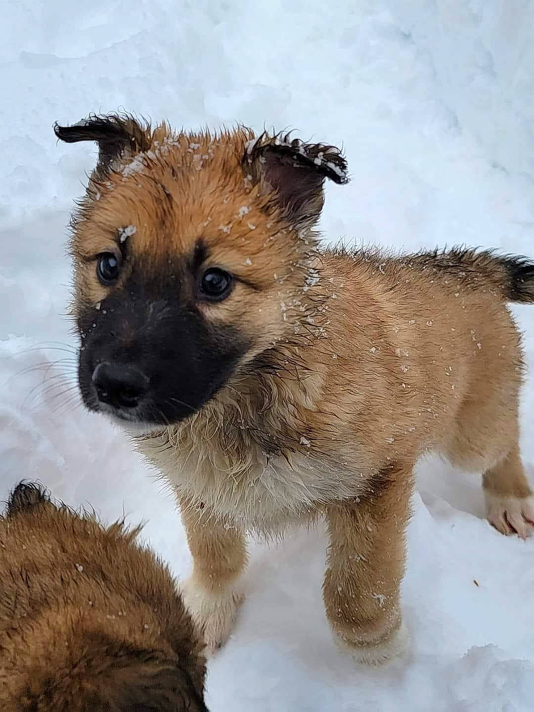 Mila joined the competition — help win amazing prizes! ancient_dog_breeds, border_terrier, canidae, carnivore, companion_dog, dog, dog_breed, fawn, fur, snout, snow, sporting_group, tail, terrestrial_animal, terrier, whiskers, wildlife, winter, working_animal