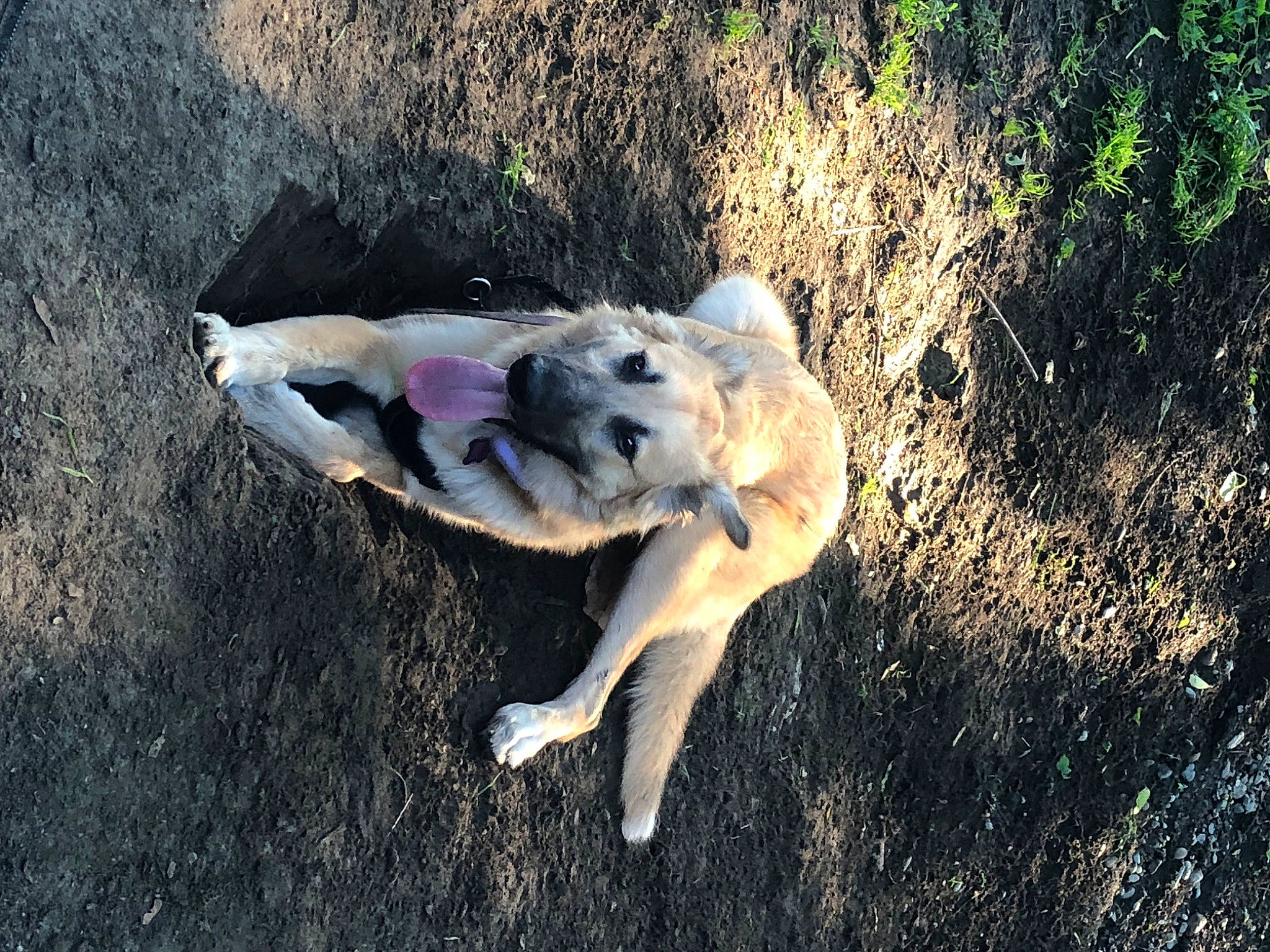 Mila is registered to the contest to win money with this photo: adventure, canidae, carnivore, companion_dog, dog, dog_breed, fawn, grass, landscape, non_sporting_group, plant, recreation, soil, sporting_group, tail, terrestrial_animal, tree, wildlife, wood, working_dog