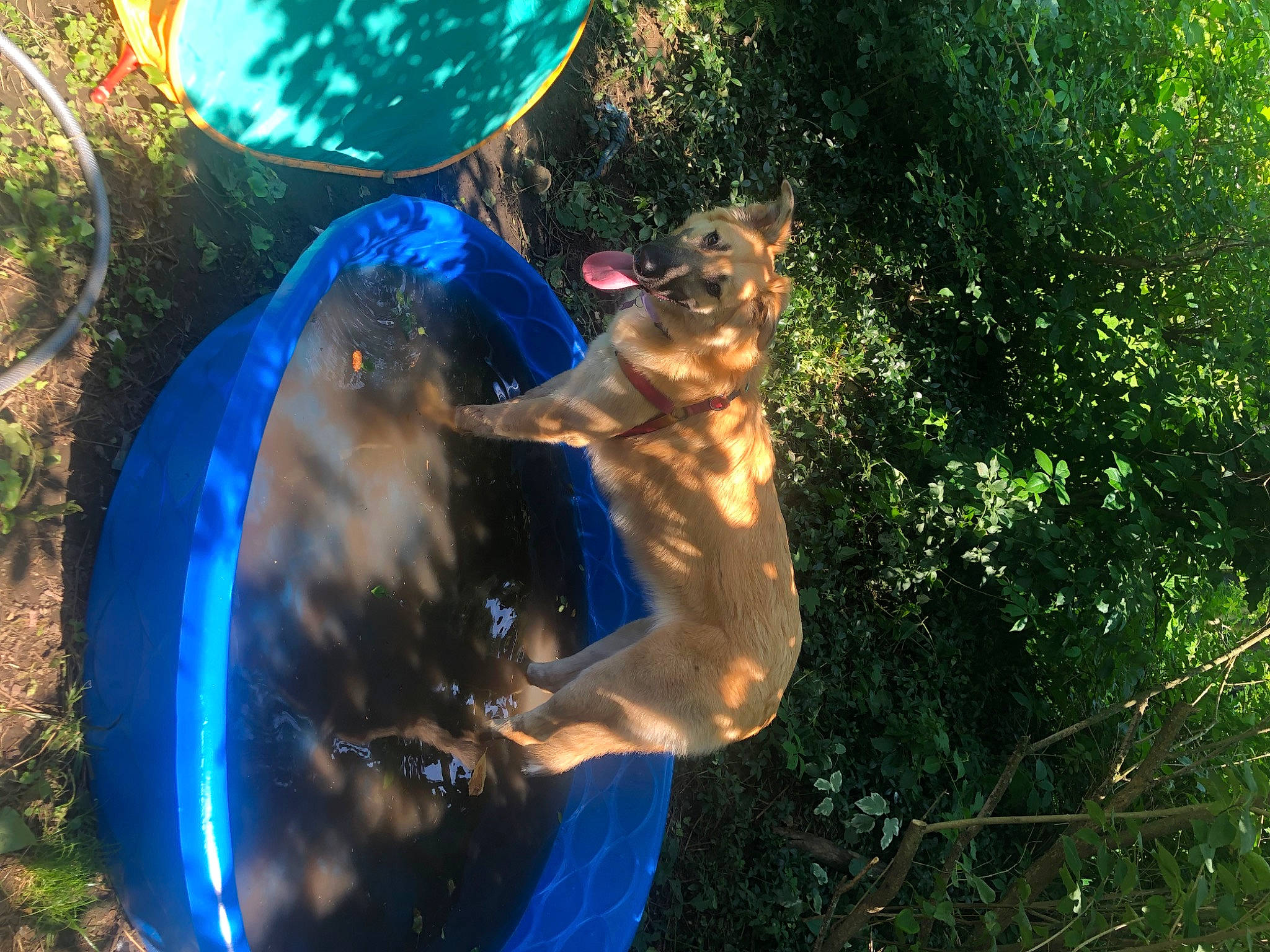 Mila is registered to the contest to win money with this photo: circle, dog_breed, electric_blue, fun, grass, happy, leisure, liquid_bubble, people_in_nature, plant, recreation, reflection, shadow, sunlight, tints_and_shades, tree